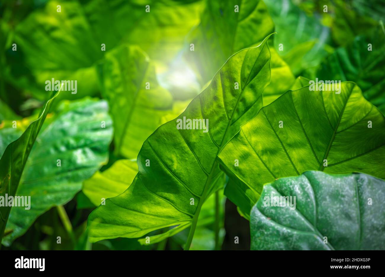 leaf green, chlorophyll, photosynthesis, leaf greens, chlorophylls