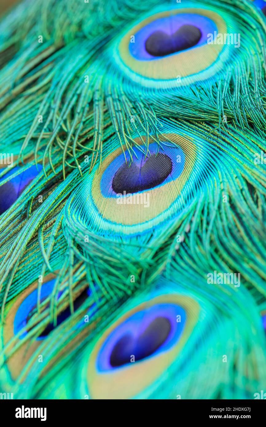peacock butterfly, peacock feather, peacock butterflies, peacock feathers Stock Photo