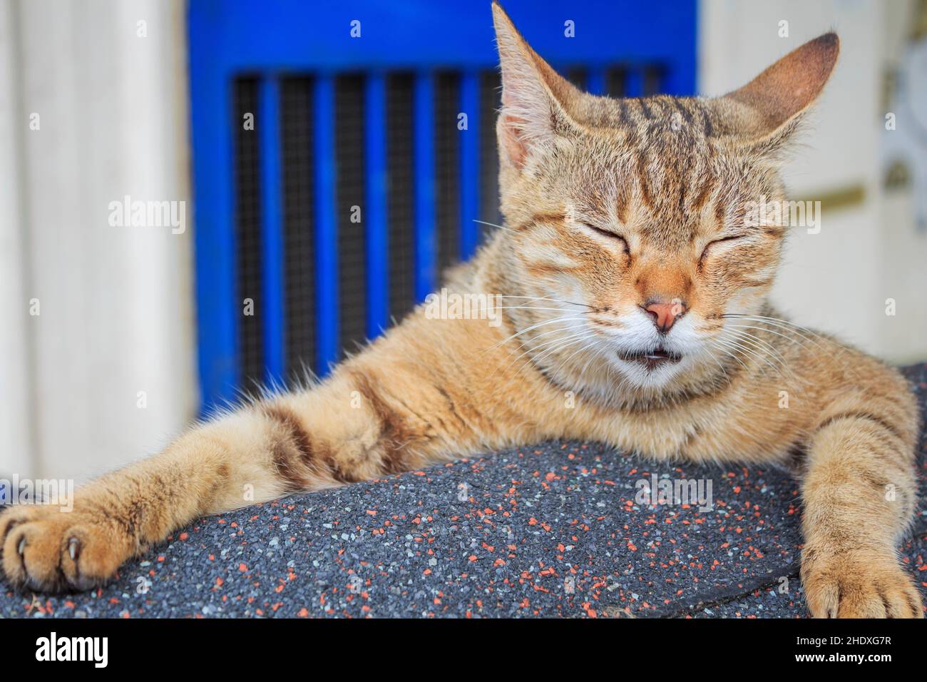 sleeping, cat, sleep, to be asleep, to sleep, cats Stock Photo Alamy