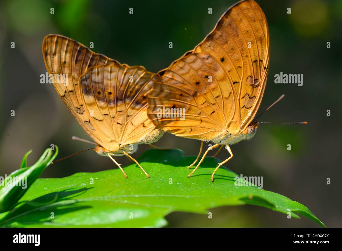 Butterfly, Phalanta Phalantha, Butterflies, Common Leopard, Spotted 