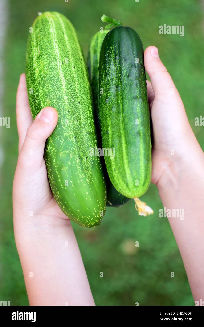 cucumber, harvest, harvest time, cucumbers, harvests, harvest times