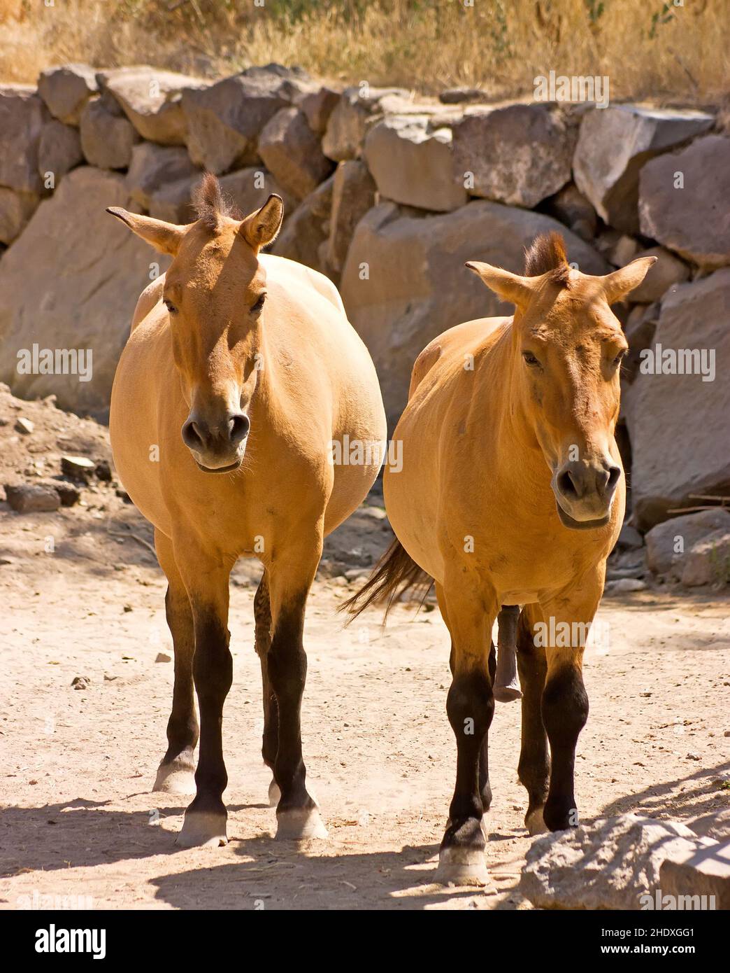 Przhevalsky horses closeup. Subspecies of a wild horse that lives in ...