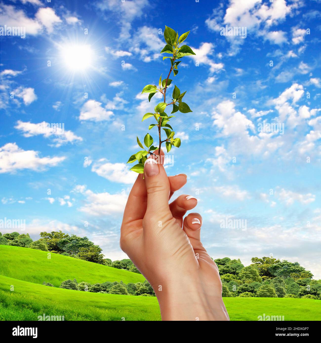 plant, growth, botany, plants, growths, rise, botanies Stock Photo Alamy