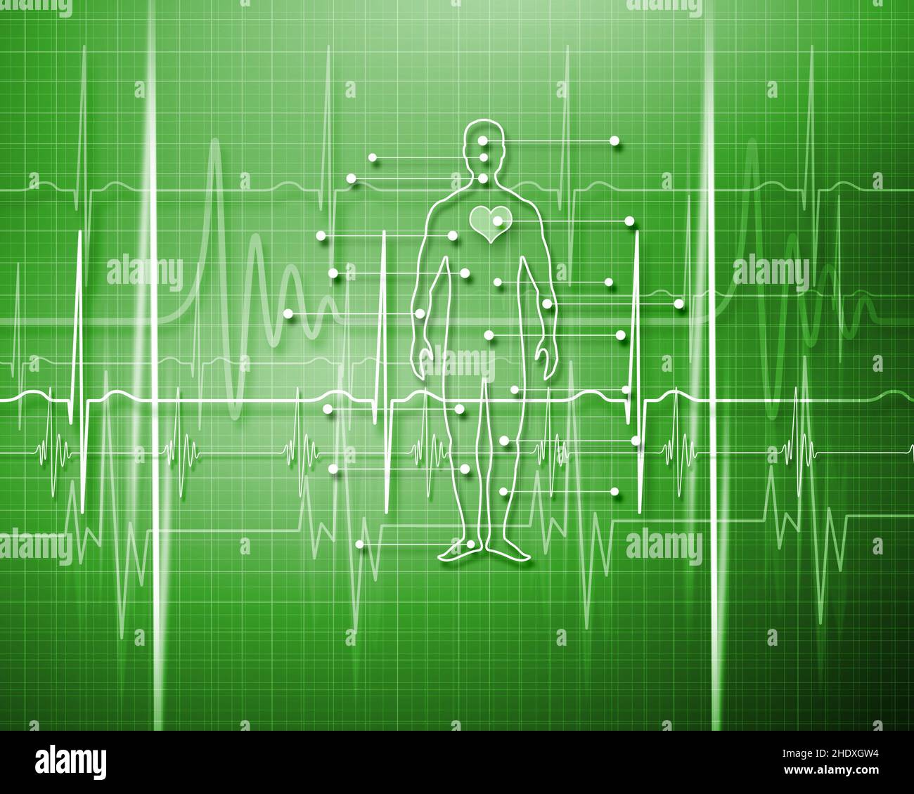 humans, heartbeat, cardiology, human, heartbeats, cardiologies Stock Photo Alamy