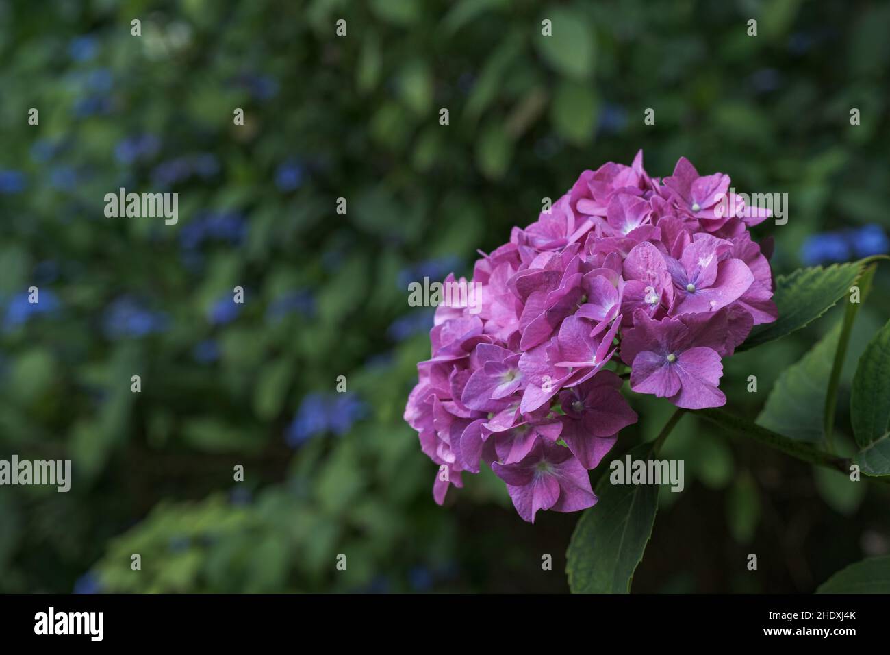 Pretty in pink Stock Photo