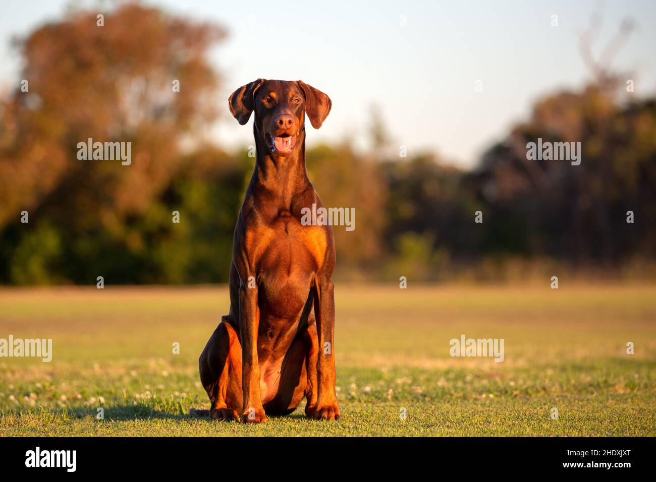 Brown Dobermann portrait against a natural background in golden light. Stock Photo