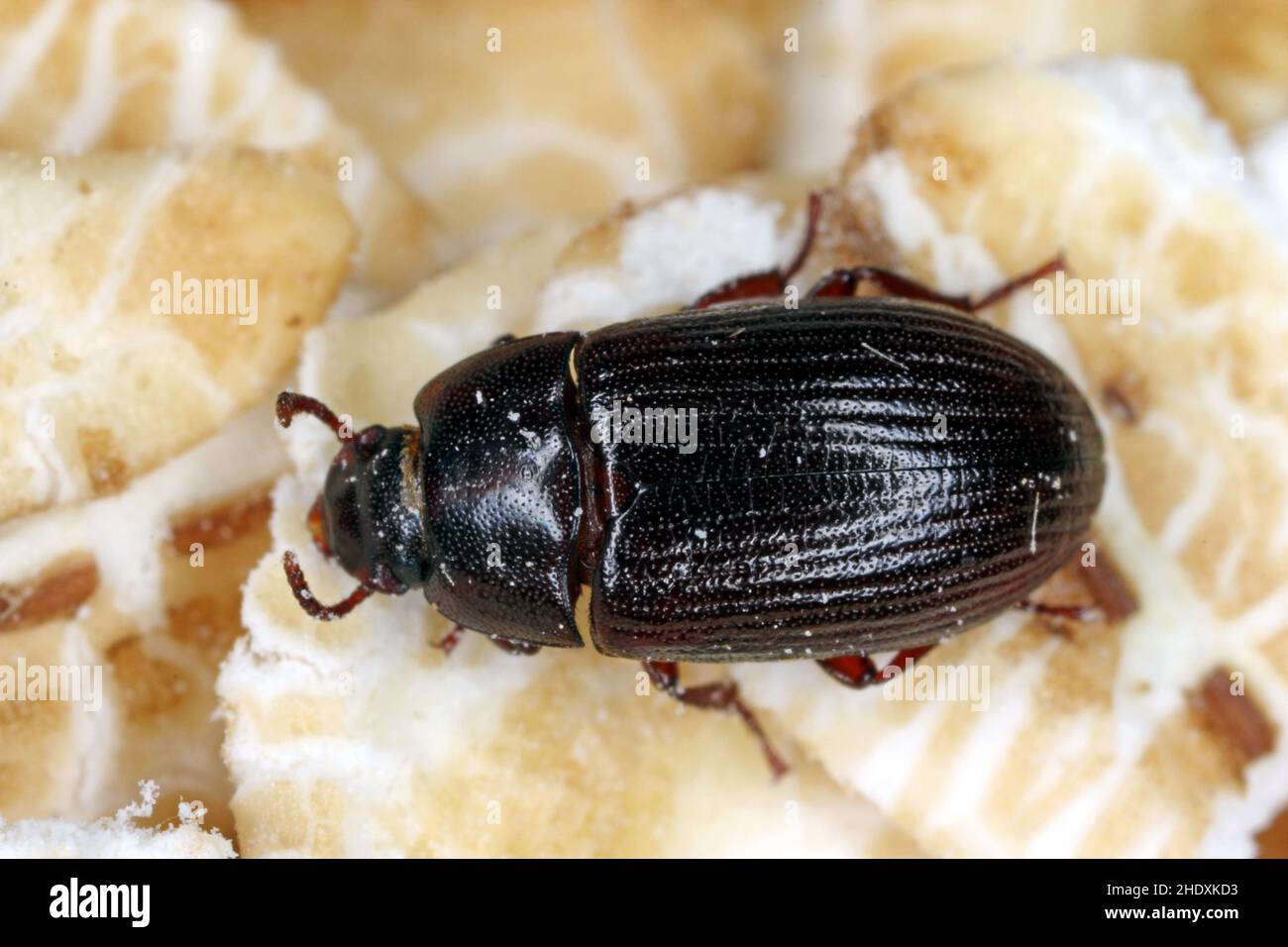 Alphitobius diaperinus is a species of beetle in the family Tenebrionidae, the darkling beetles. Commonly as the lesser mealworm and the litter beetle Stock Photo