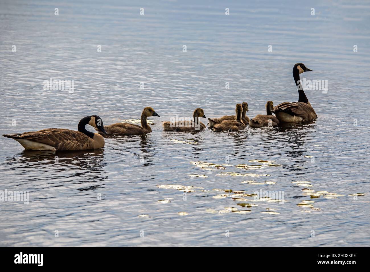 Family of canada geese and their goslings swimming in a row on Phantom Lake at Crex Meadows State Wildlife Area, Grantsburg, Wisconsin USA. Stock Photo