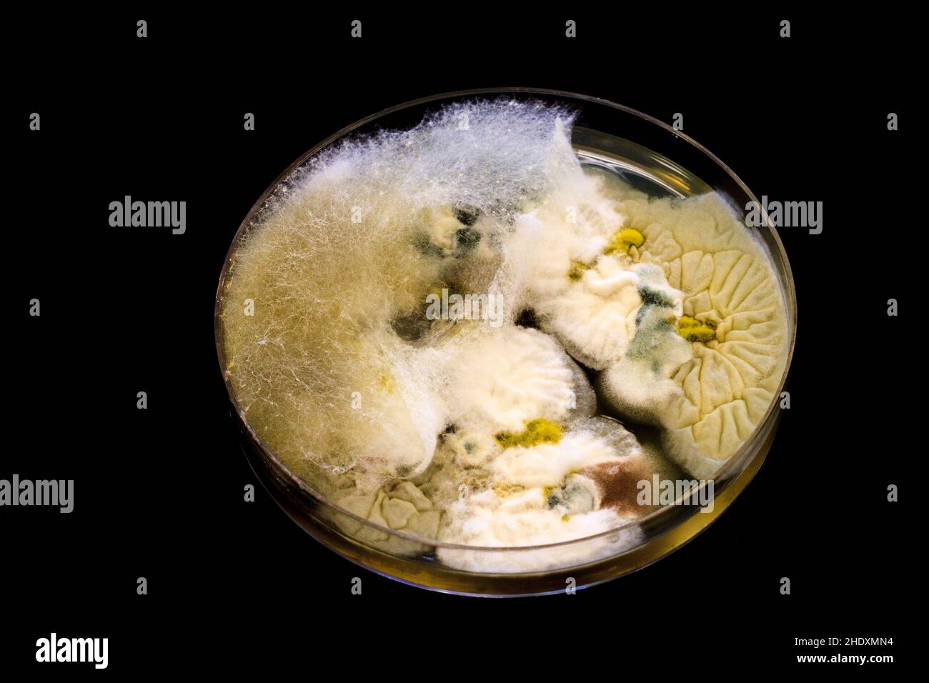 Mold growing on a agar petri dish Stock Photo - Alamy
