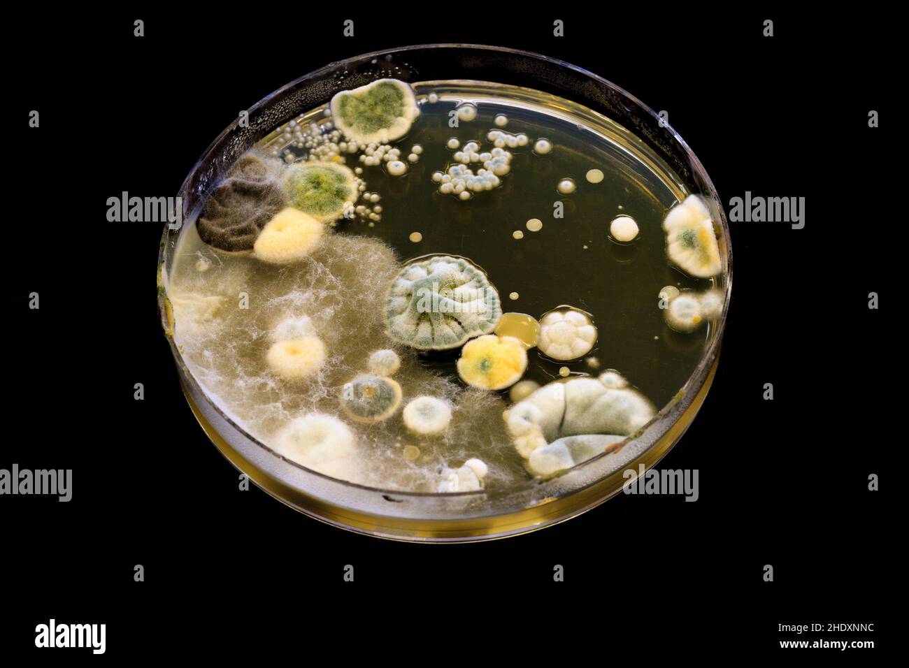 Mold growing on a agar petri dish Stock Photo Alamy