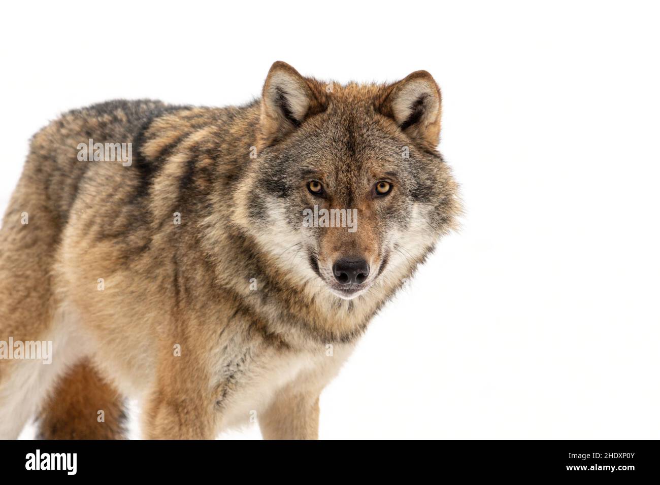 Portrait of a european wolf at the bavarian forest national park, Ludwigsthal Stock Photo