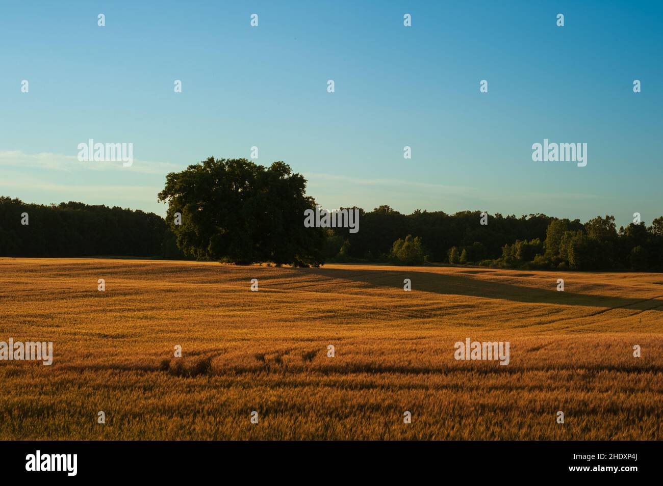 Sunset over a farm field with the silhouette of a tree Stock Photo - Alamy