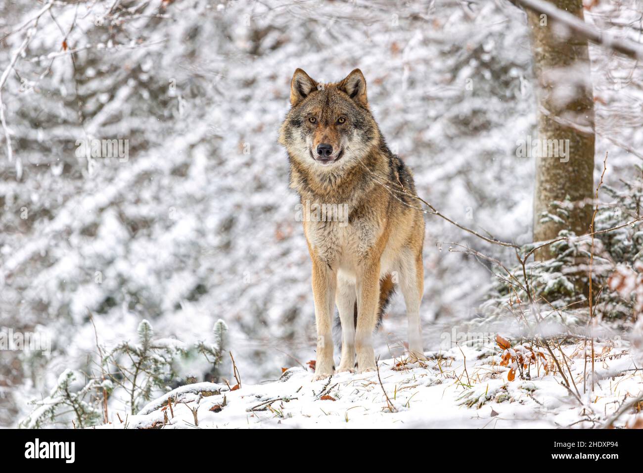 Portrait of a european wolf at the bavarian forest national park, Ludwigsthal Stock Photo