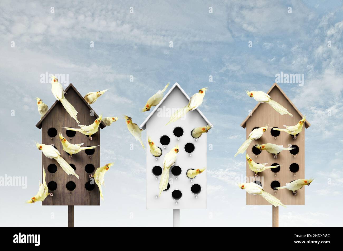 Picture of bird house, animal welfare, birdhouse, bird houses, animal welfares ...