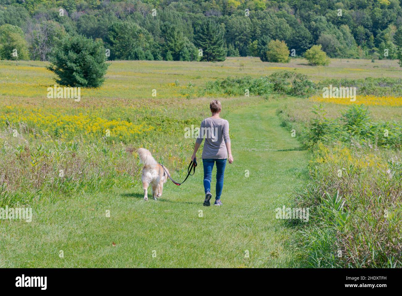 A middle aged woman walking her Dog on a sunny summer afternoon at a