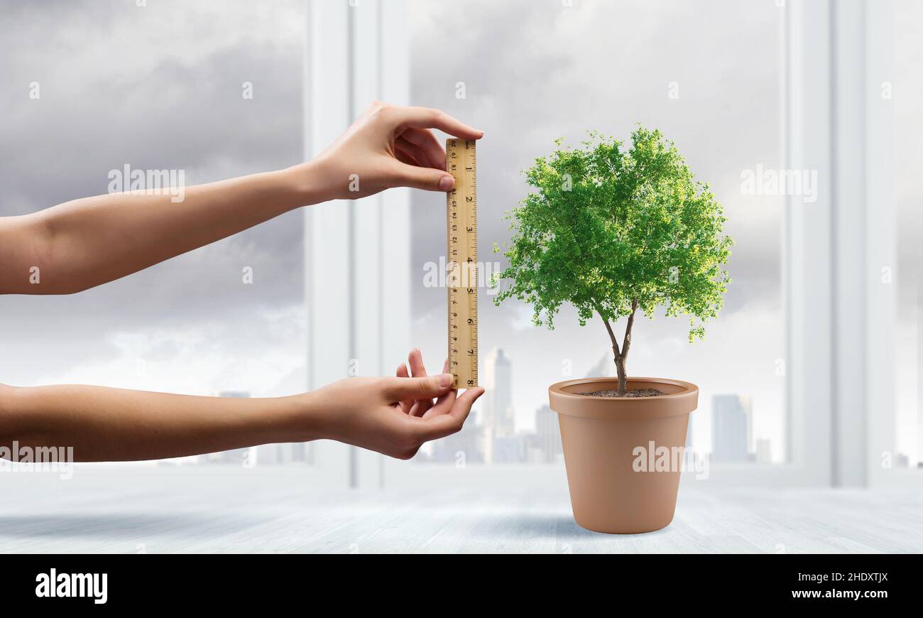 tree, growth, measuring, ecology, trees, growths, rise, ecologies Stock