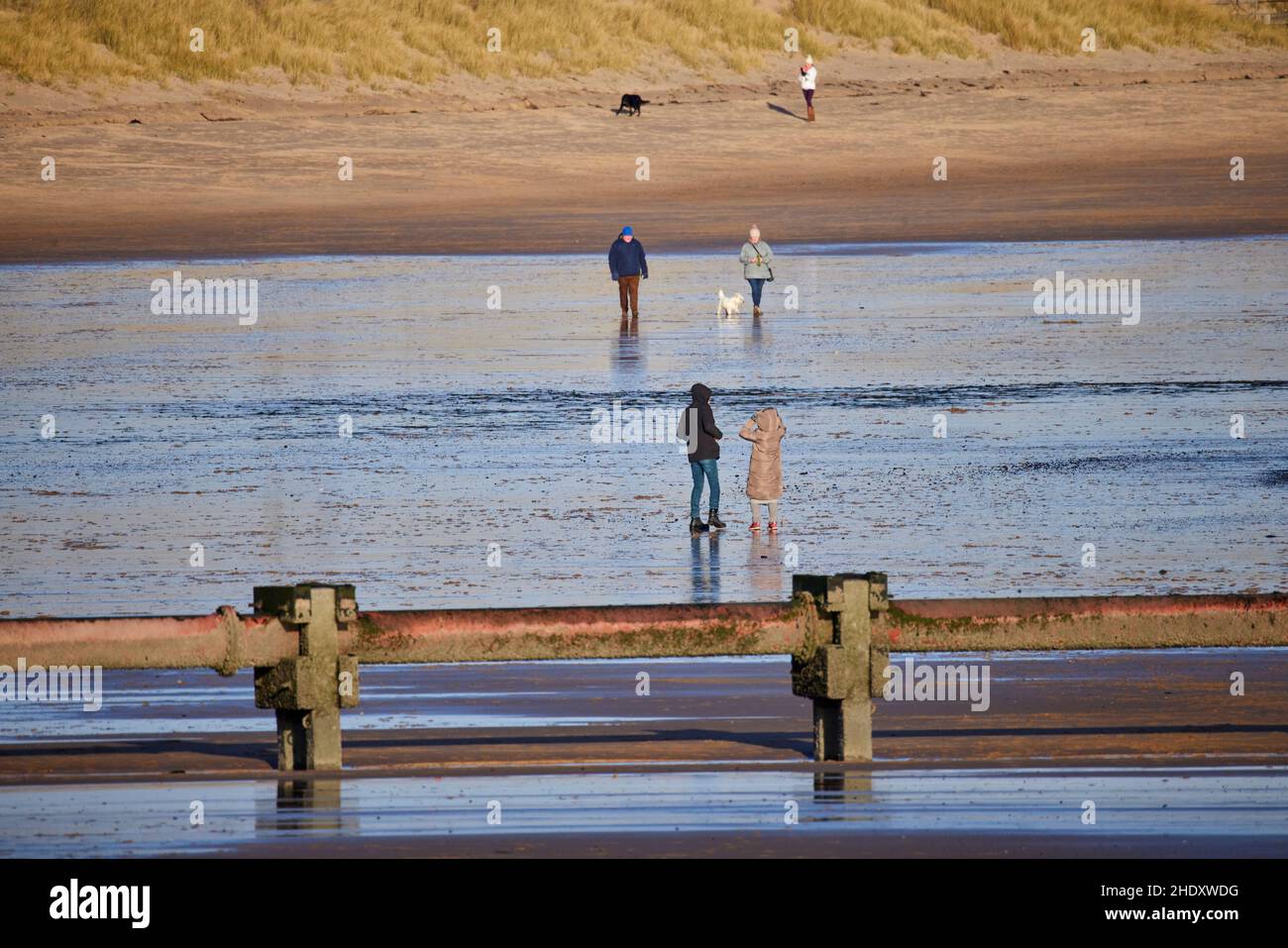 North Tyneside, Tyne & Wear, England Dog walker on Blyth Beach a metal pipe reaching into the sea Stock Photo