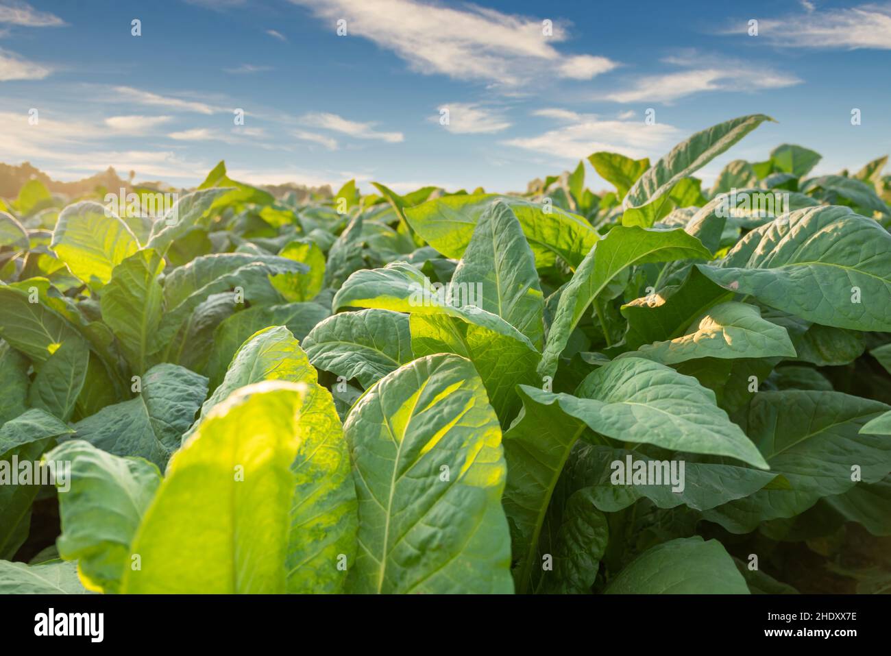 Close up of Tobacco big leaf crops growing in tobacco plantation field