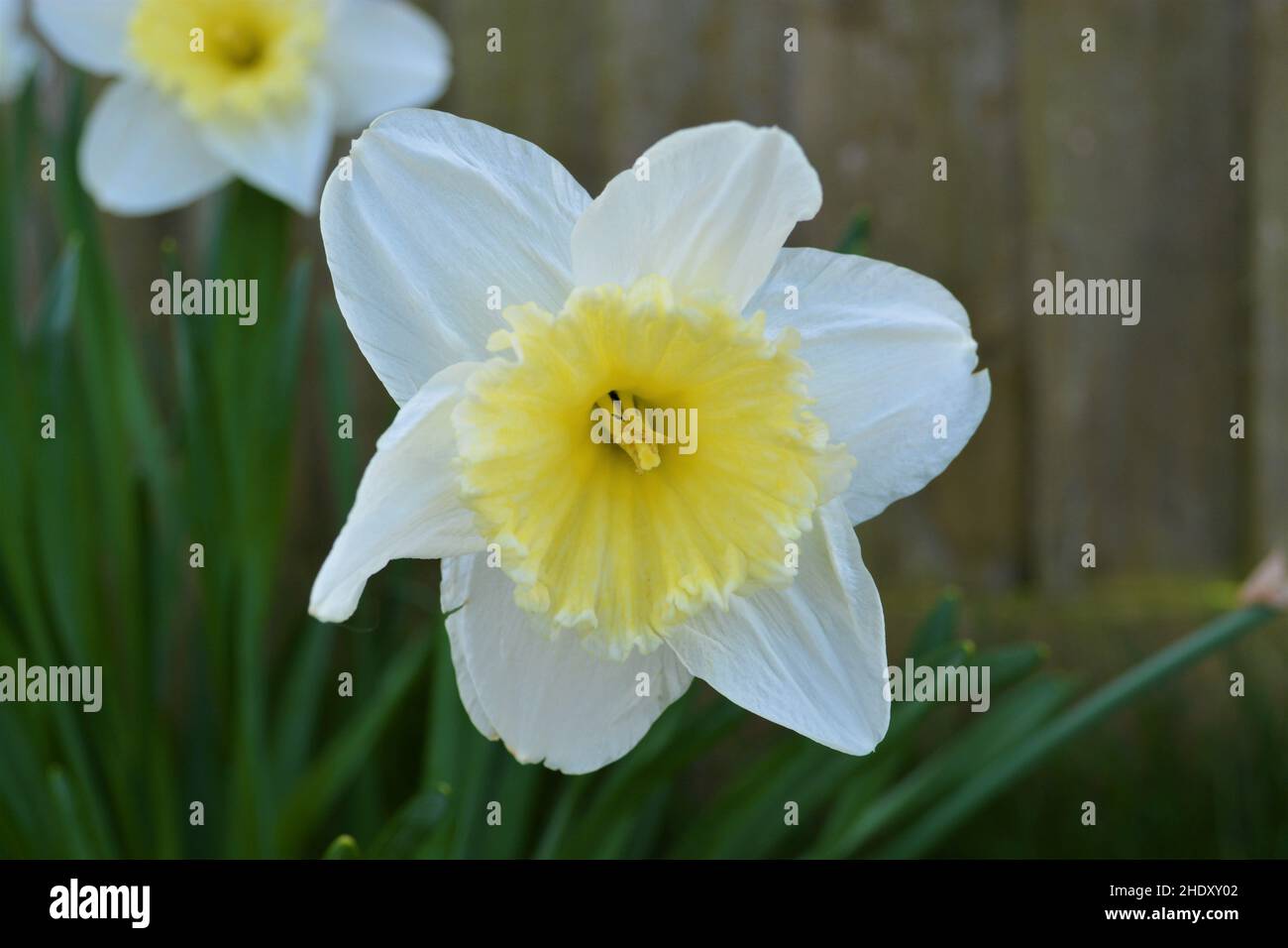 Beautiful spring daffodil Stock Photo Alamy
