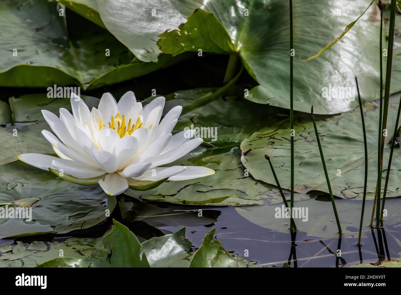 Water lily and lilypads on Phantom Lake at Crex Meadows State Wildlife