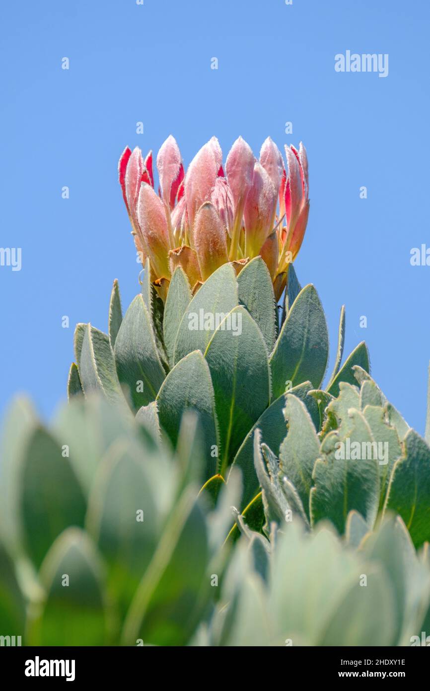 King Protea (Protea cynaroides) blossoms. Cape Town, South Africa Stock Photo