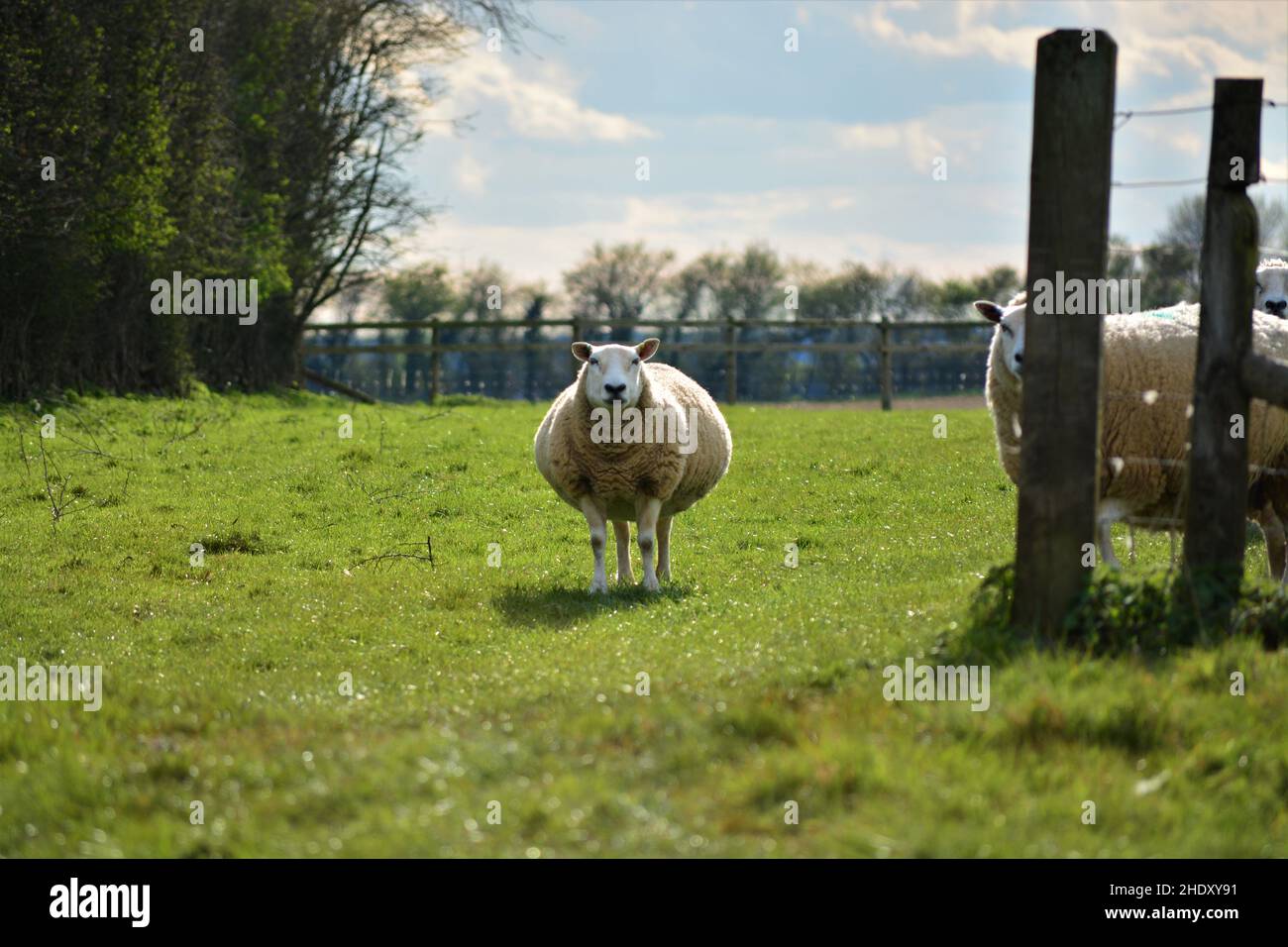 White sheep grazing green grass Stock Photo - Alamy