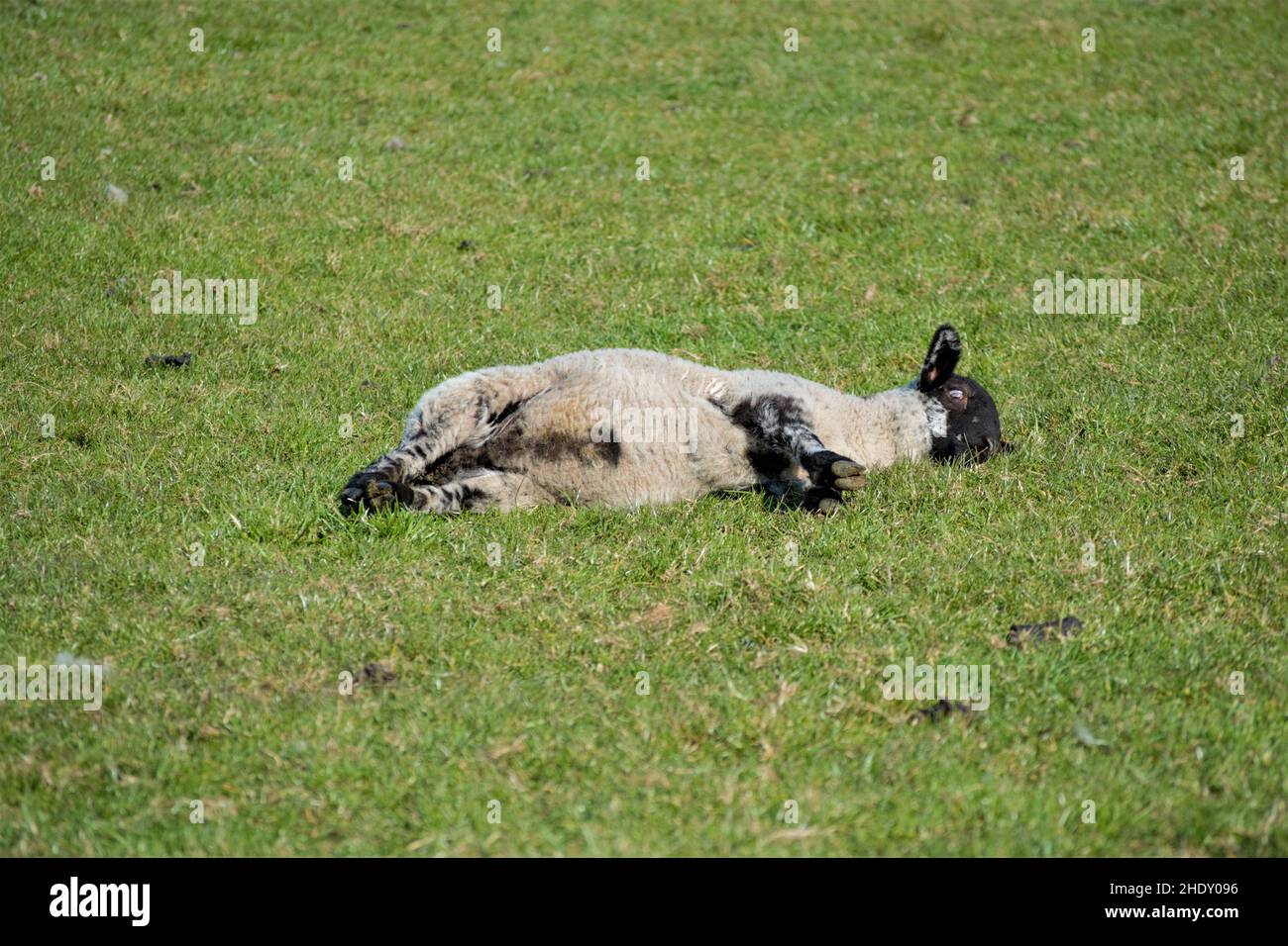 Cute lamb playing in the soft green grass. Stock Photo