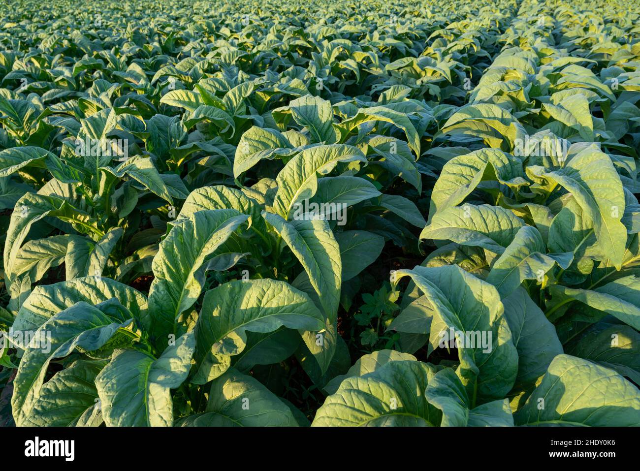 Planting and harvesting season tobacco in tobacco plantation field