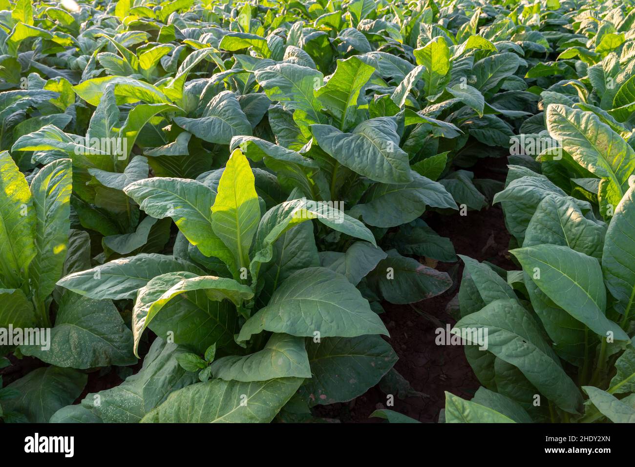 lieb tobacco miyana LIEB Sucursales – LIEB Tobacco