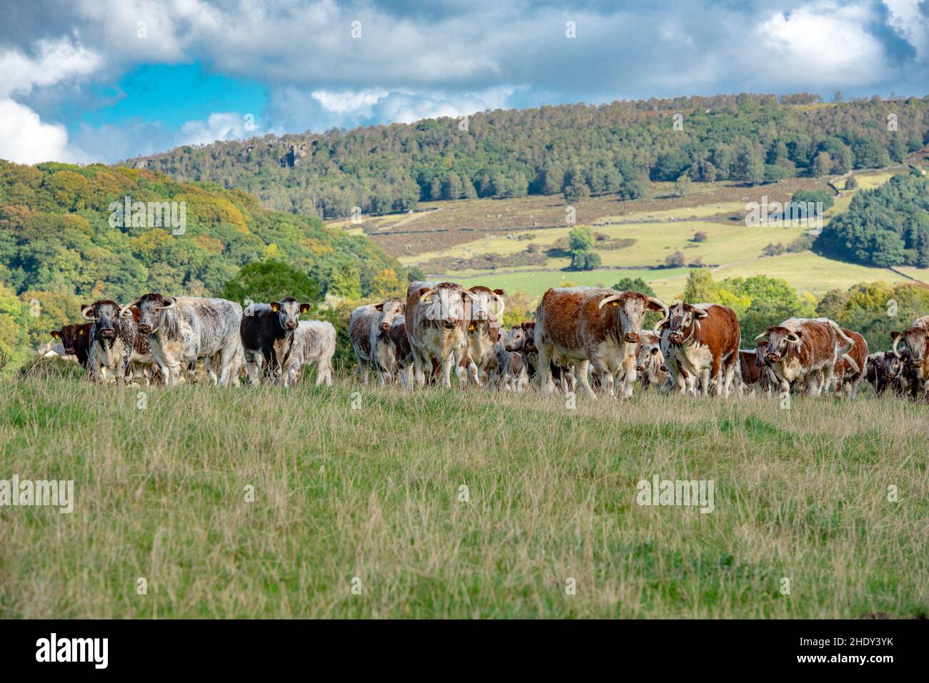 A herd of Longhorn cattle, Derbyshire, UK Stock Photo