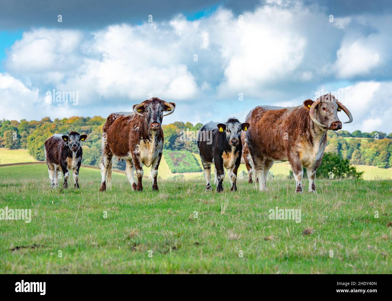 Longhorn cows and calves, Derbyshire, UK Stock Photo Alamy