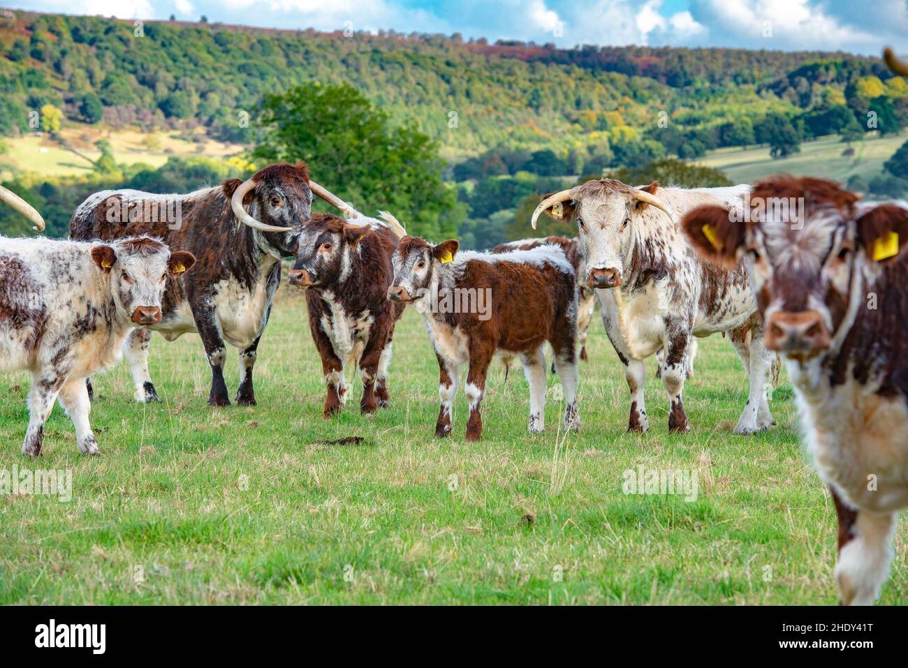 Longhorn cows and calves, Derbyshire, UK Stock Photo