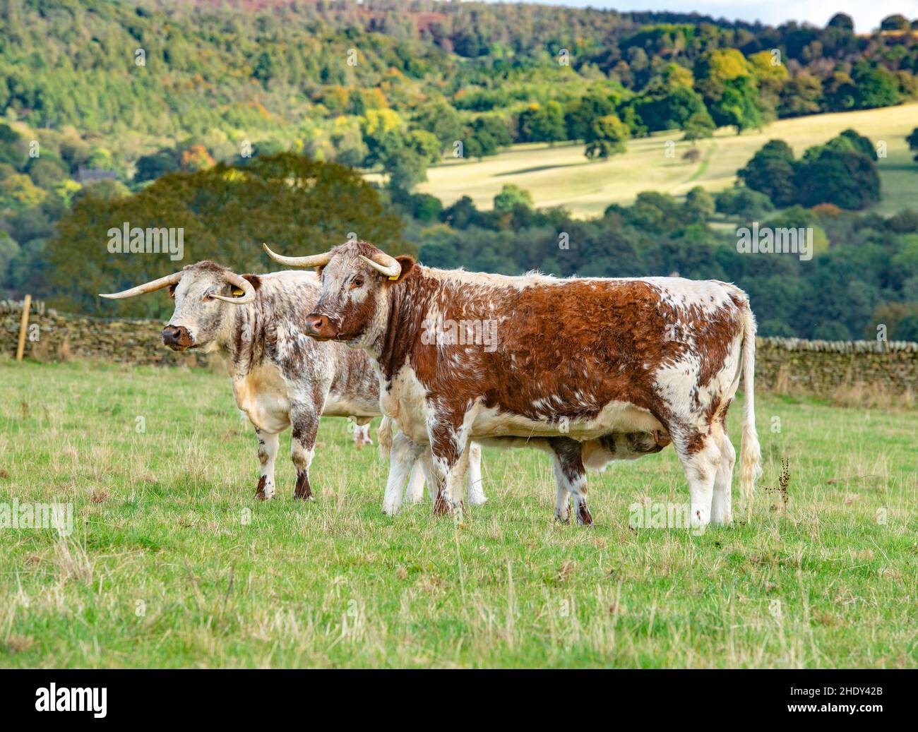 Longhorn cows and calves, Derbyshire, UK Stock Photo