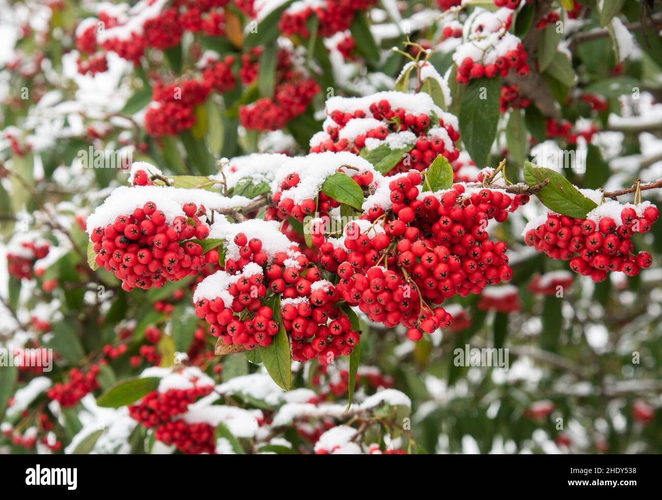Mountain ash berries in the snow, Arnside, Milnthorpe, Cumbria, UK Stock Photo