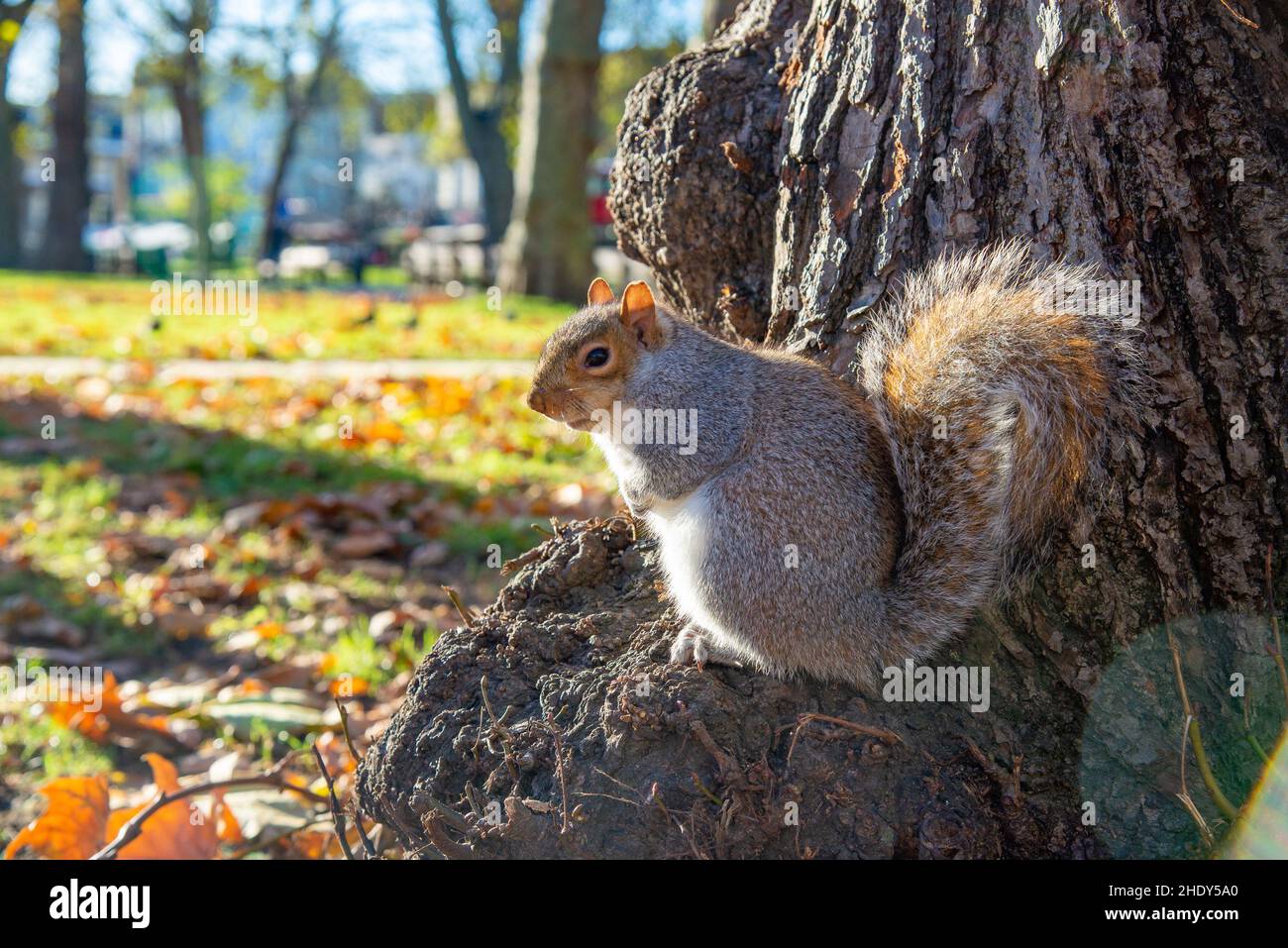 A grey squirrel on Islington Green, Islington, London, UK Stock Photo