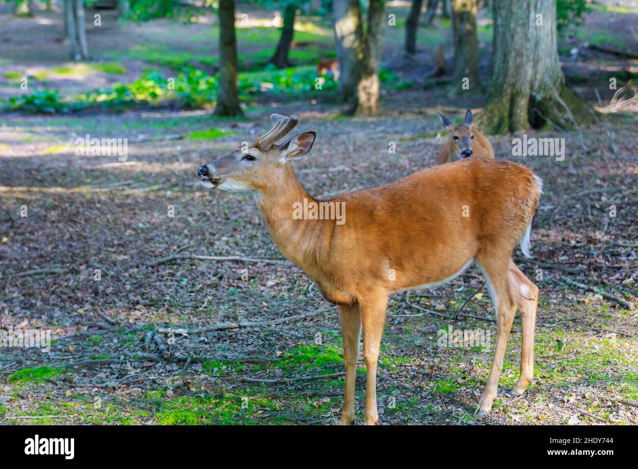 deer, deers, roe deer, stag Stock Photo - Alamy