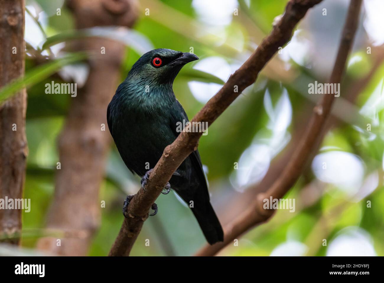 Adult Asian glossy starling, Aplonis panayensis, perched on a branch