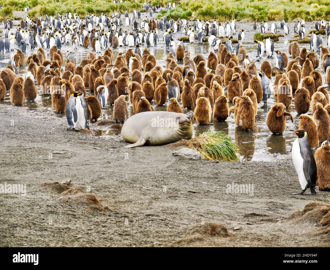 A lone Weddell seal (Leptonychotes weddellii) lying down among a colony of king penguins (Aptenodytes patagonicus), both juvenile and adults, in Gold Stock Photo