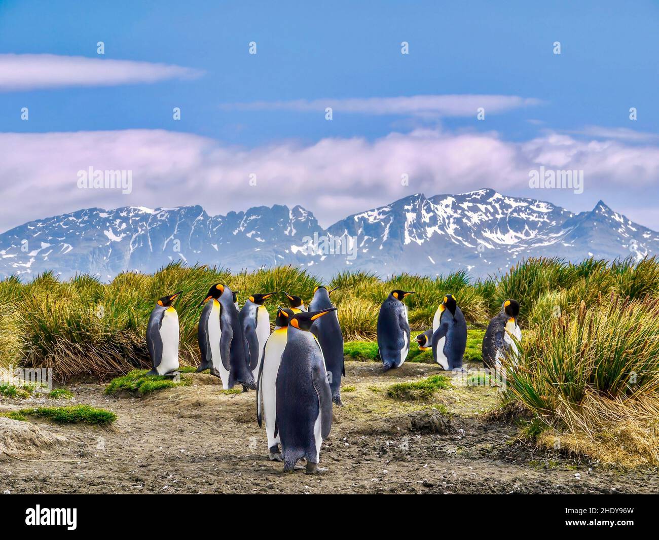 A group of king penguins, Aptenodytes patagonicus, standing together on South Georgia Island, surrounded by tussock grass, with mountains and a blue s Stock Photo