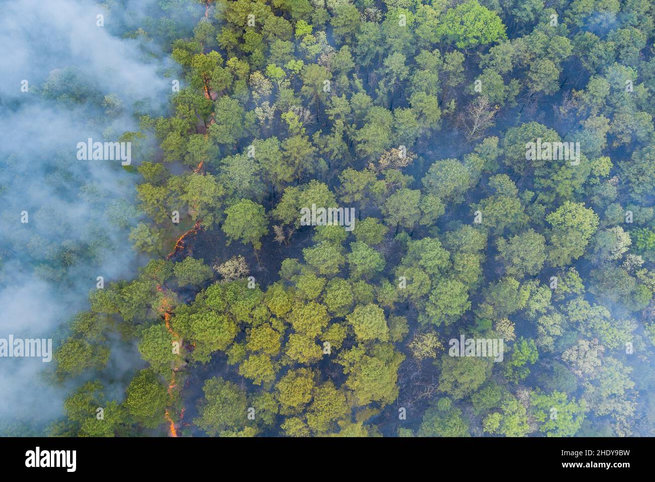 forest, fire, fug, forests, wood, woodland, woods, fires, fugs Stock Photo