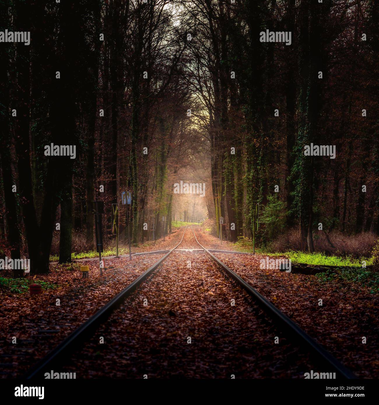 forest, direction, tracks, forests, wood, woodland, woods, directions