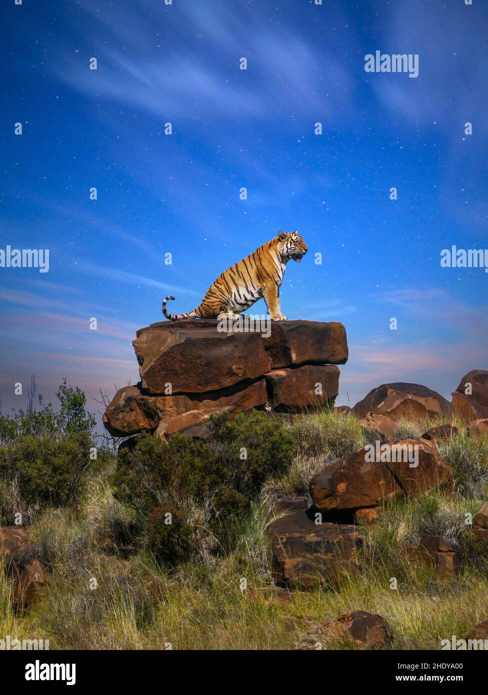 Vertical image of a large male tiger sitting in profile on a rocky outcrop surveying his territory, as the sky changes from dusk into a starry night. Stock Photo