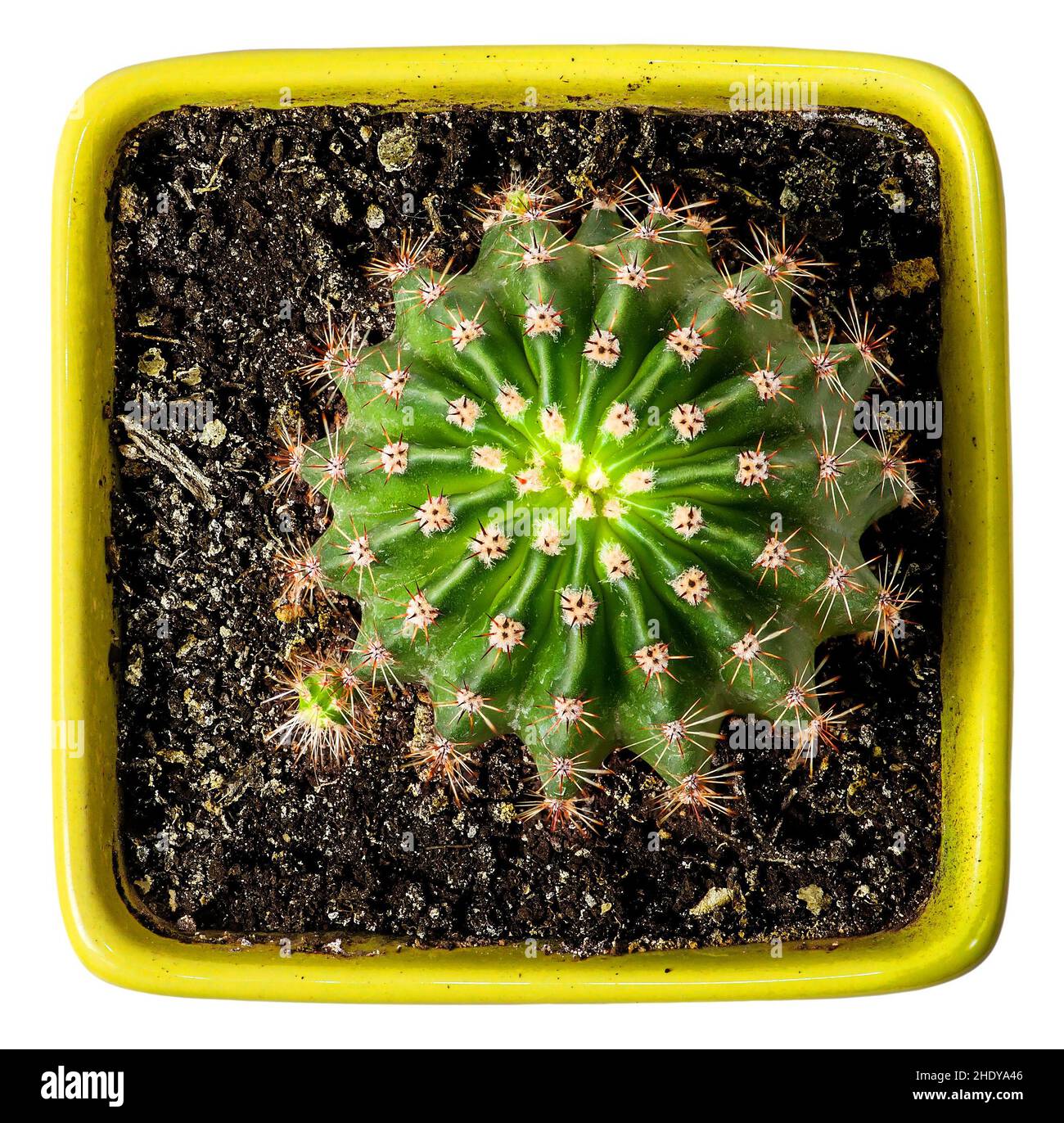 houseplant, cactus, houseplants Stock Photo Alamy