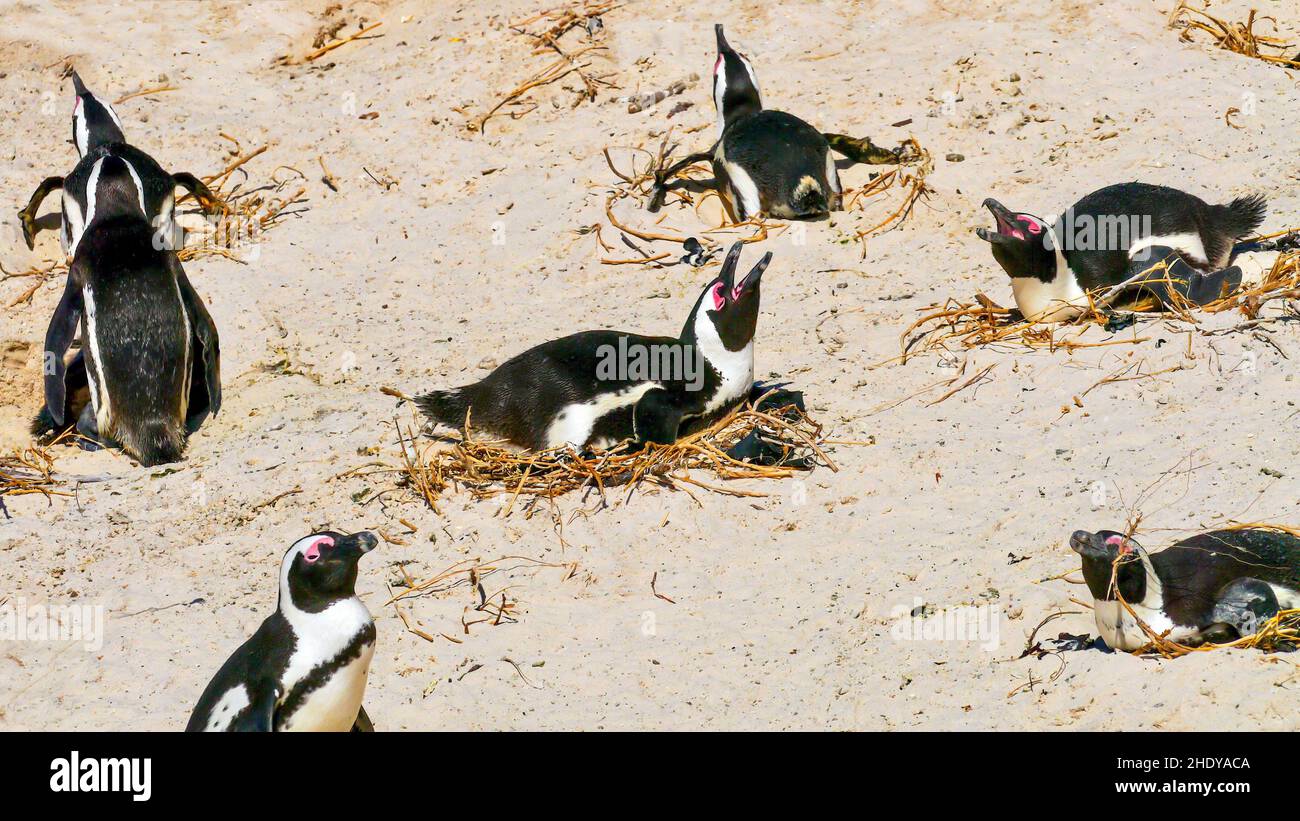 A group of African penguins (Spheniscus demersus) keeping eggs warm on their nests on Boulders Beach in False Bay, near Cape Town, South Africa. Stock Photo