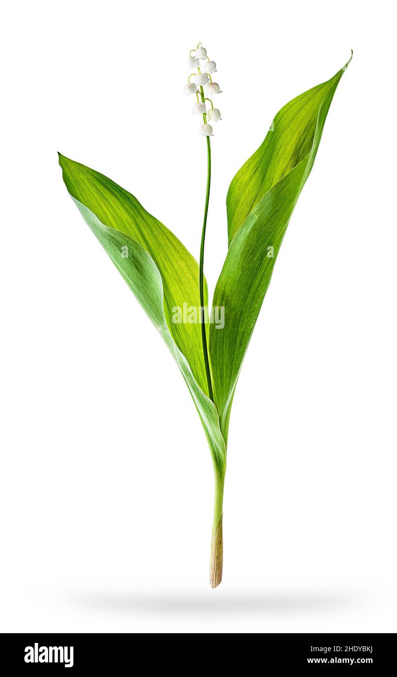 lily of the valley, lily of the valleys Stock Photo Alamy