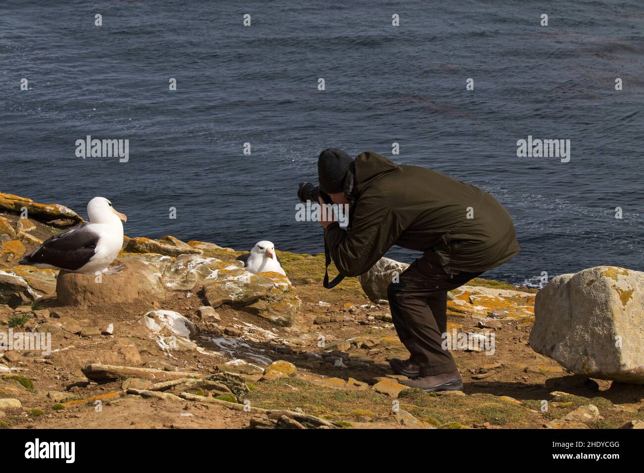Blackbrowed albatross Thalassarche melanophrys being photographed at