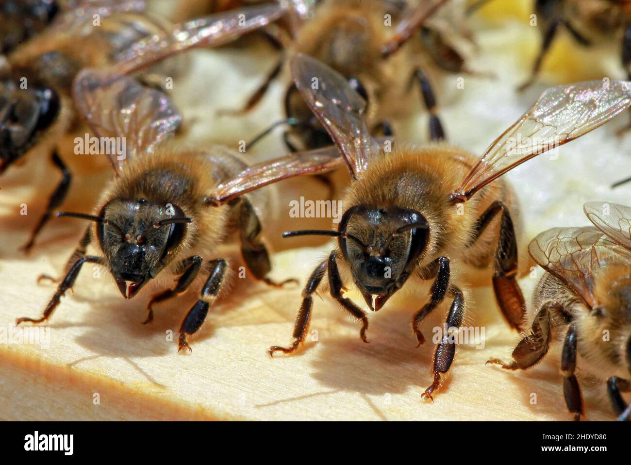 honey bee, honey bees Stock Photo