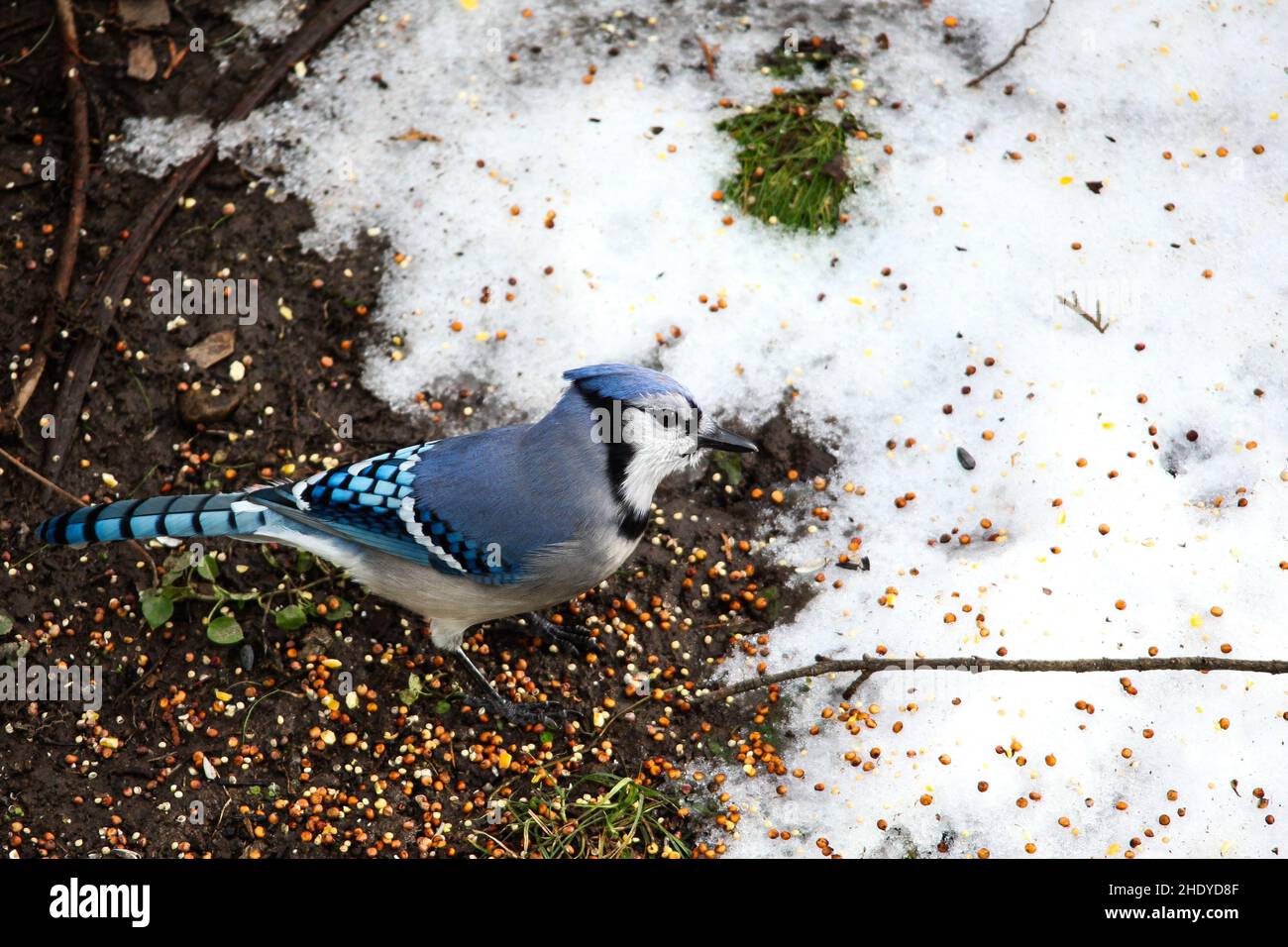 Blue Jay bird on ground with bird food and snow Stock Photo