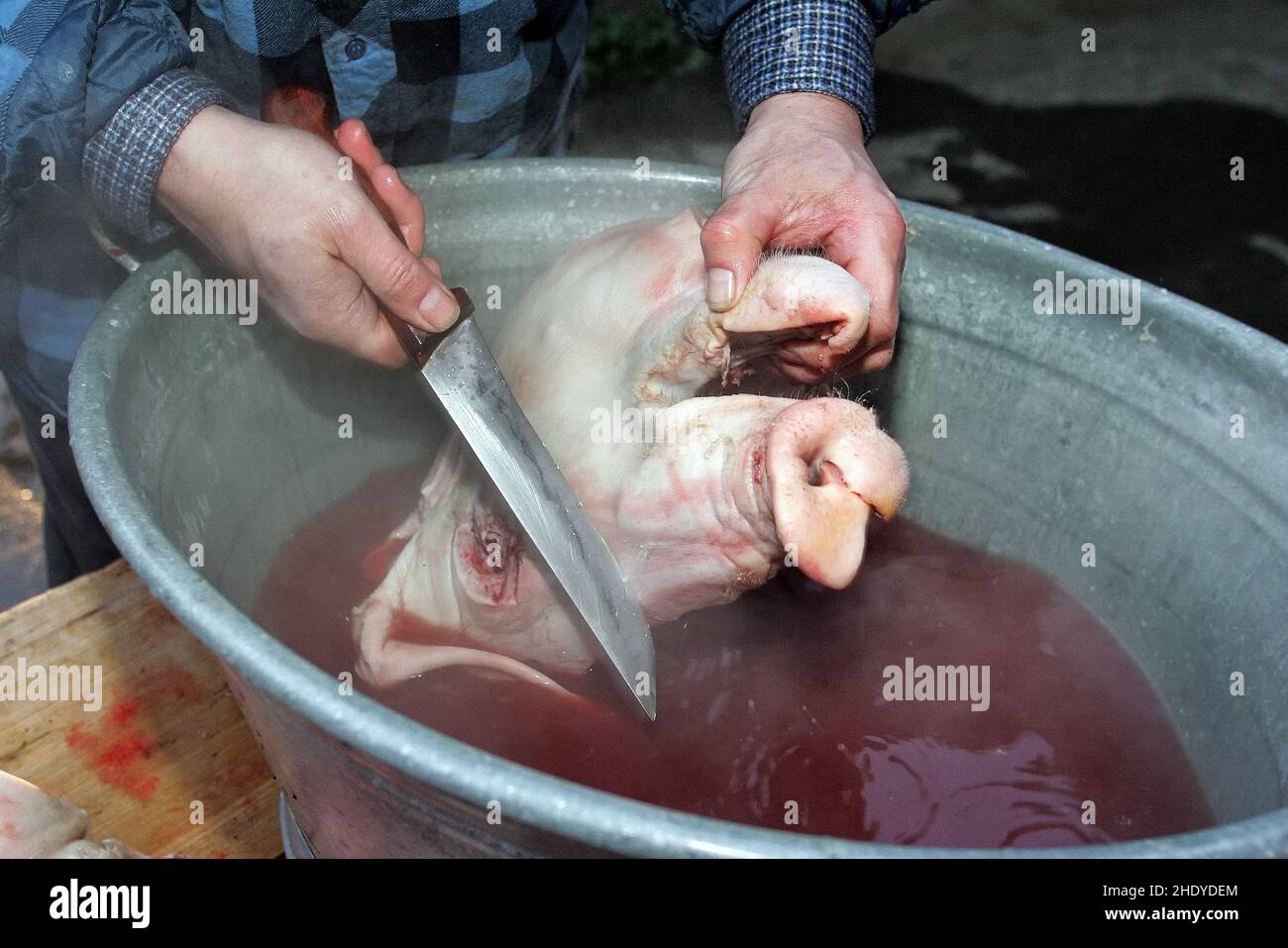 slaughtering, pighead Stock Photo