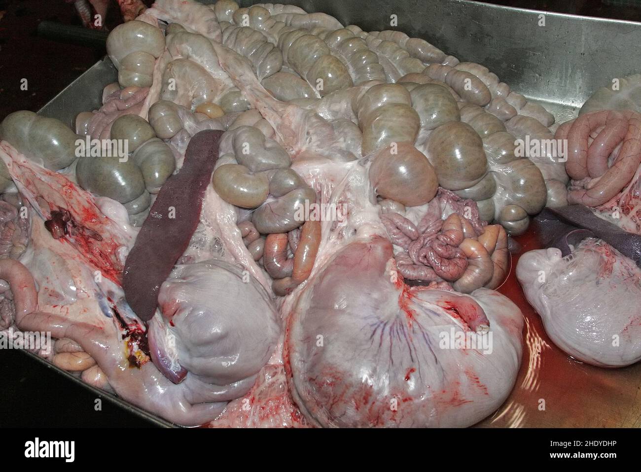 giblets, bowels, entrails, giblet, innards, offal Stock Photo Alamy